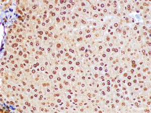 Immunohistochemistry of paraffin-embedded Mouse liver using FGF2 Polycloanl Antibody at dilution of 1:100