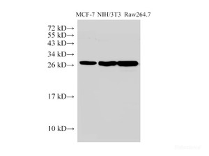 Western Blot analysis of 1) MCF-7, 2) NIH/3T3, 3) Raw264.7 using Galectin 3 Ployclonal Antibody at dilution of 1:1000.