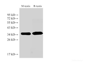 Western Blot analysis of 1) Mouse testis, 2) Rat testis using LDHC Ployclonal Antibody at dilution of 1:1000.