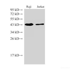 Western Blot analysis of Raji and Jurkat cells using CD38 Polyclonal Antibody at dilution of 1:1000