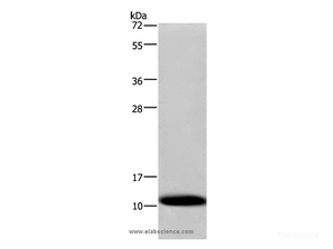 Western Blot analysis of Human fetal liver tissue using COX6B1 Polyclonal Antibody at dilution of 1:1200