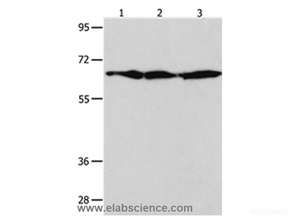 Western Blot analysis of NIH/3T3, Hela and 293T cell using AIFM1 Polyclonal Antibody at dilution of 1:600