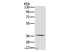 Western Blot analysis of NIH/3T3 cell using CREB1 Polyclonal Antibody at dilution of 1:350