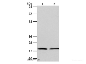 Western Blot analysis of Jurkat and RAW264.7 cell using ANAPC13 Polyclonal Antibody at dilution of 1:600