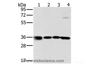 Western Blot analysis of 293T, K562, 231 and hela cell using MRPL39 Polyclonal Antibody at dilution of 1:600