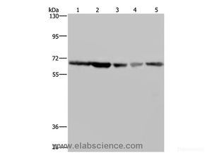 Western Blot analysis of K562, Hela, LoVo, 293T and Raji cell using GNL3 Polyclonal Antibody at dilution of 1:300