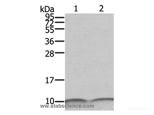 Western Blot analysis of SKOV3 and A431 cell using S100A6 Polyclonal Antibody at dilution of 1:550