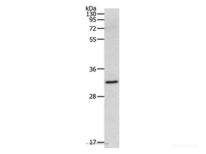 Western Blot analysis of 293T cell using MMP26 Polyclonal Antibody at dilution of 1:500