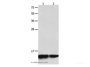 Western Blot analysis of Jurkat and 231 cell using MYL9 Polyclonal Antibody at dilution of 1:1500