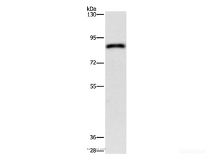 Western Blot analysis of Hela cell using APEH Polyclonal Antibody at dilution of 1:900