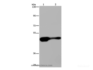 Western Blot analysis of Mouse liver tissue and HepG2 cell using AHRR Polyclonal Antibody at dilution of 1:430