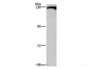 Western Blot analysis of Human testis tissue using DAAM1 Polyclonal Antibody at dilution of 1:400