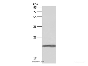 Western Blot analysis of Human placenta tissue using GH1 Polyclonal Antibody at dilution of 1:500