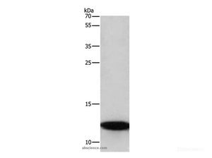 Western Blot analysis of A172 cell using BRK1 Polyclonal Antibody at dilution of 1:350