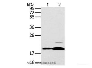 Western Blot analysis of Mouse brain and heart tissue using PTP4A2 Polyclonal Antibody at dilution of 1:200