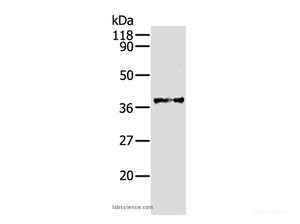 Western Blot analysis of Hela cell using AKR1B1 Polyclonal Antibody at dilution of 1:340