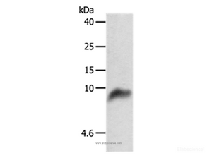 Western Blot analysis of 293T cell using COX7B Polyclonal Antibody at dilution of 1:800