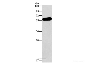 Western Blot analysis of Human testis tissue using APOH Polyclonal Antibody at dilution of 1:275