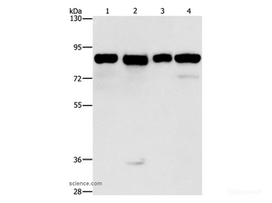 Western Blot analysis of Hela, 231, hepG2 and Raji cell using MAD1L1 Polyclonal Antibody at dilution of 1:500