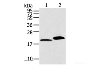 Western Blot analysis of Mouse skin and heart tissue using MYL2 Polyclonal Antibody at dilution of 1:800