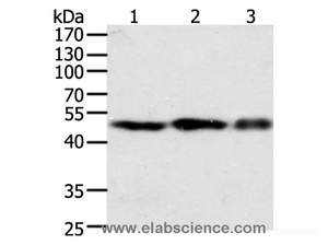 Western Blot analysis of NIH/3T3, 293T and Jurkat cell using F7 Polyclonal Antibody at dilution of 1:400