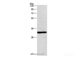 Western Blot analysis of Mouse kindey tissue using NAPSA Polyclonal Antibody at dilution of 1:500