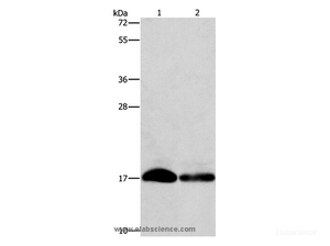 Western Blot analysis of Hela and hepg2 cell using IFITM3 Polyclonal Antibody at dilution of 1:500