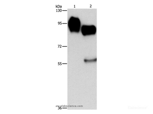 Western Blot analysis of Raji and huvec cell using CD54 Polyclonal Antibody at dilution of 1:1150