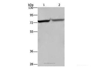 Western Blot analysis of Hela and 293T cell using c-Rel Polyclonal Antibody at dilution of 1:1050