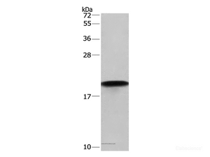 Western Blot analysis of Hela cell using Cyclophilin F Polyclonal Antibody at dilution of 1:675