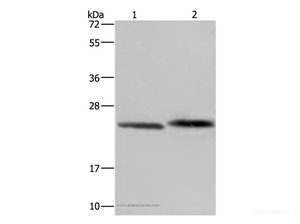 Western Blot analysis of Human prostate tissue and Raji cell using GLO1 Polyclonal Antibody at dilution of 1:400