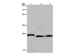 Western Blot analysis of Human placenta tissue, HT-29 cell and Human fetal brain tissue using GSTP1 Polyclonal Antibody at dilution of 1:300