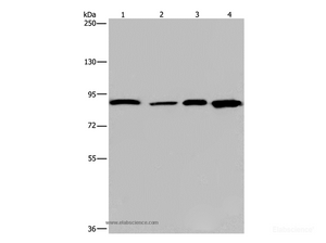 Western Blot analysis of Mouse heart tissue and Hela cell, HUVEC cell and Mouse skin tissue using Catenin gamma Polyclonal Antibody at dilution of 1:1150