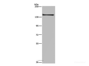 Western Blot analysis of A549 cell using KIF1C Polyclonal Antibody at dilution of 1:200