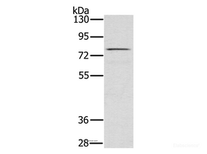 Western Blot analysis of Raw264.7 cell using TAB3 Polyclonal Antibody at dilution of 1:500