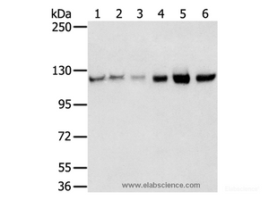 Western Blot analysis of 823, A549, K562, 293T, hepg2 and huvec cell using RBM5 Polyclonal Antibody at dilution of 1:450