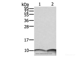 Western Blot analysis of SKOV3 and A431 cell using S100A6 Polyclonal Antibody at dilution of 1:550