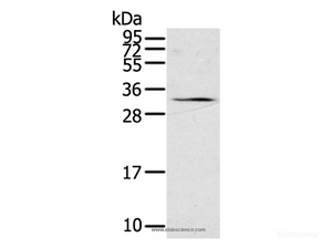 Western Blot analysis of 231 cell using STAR Polyclonal Antibody at dilution of 1:500