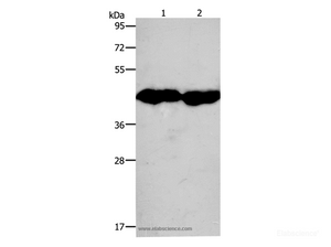Western Blot analysis of Mouse muscle and Heart tissue using CKM Polyclonal Antibody at dilution of 1:950