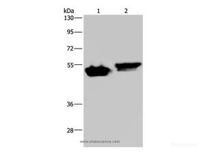 Western Blot analysis of Raji and Hela cell using AVEN Polyclonal Antibody at dilution of 1:200