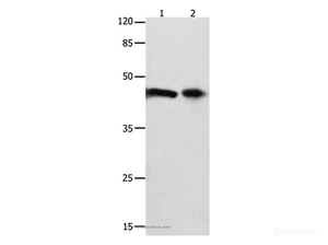 Western Blot analysis of 293T cell and Mouse intestinum tenue tissue using FOXL1 Polyclonal Antibody at dilution of 1:850