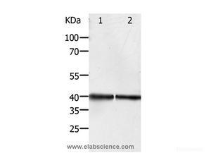 Western Blot analysis of Hela and Jurkat cell using PDX1 Polyclonal Antibody at dilution of 1:450