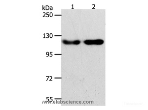 Western Blot analysis of Hela and Jurkat cell using ABL2 Polyclonal Antibody at dilution of 1:400