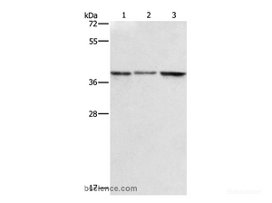 Western Blot analysis of A549, K562 and PC3 cell using ZFP42 Polyclonal Antibody at dilution of 1:500