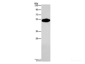 Western Blot analysis of Mouse heart tissue using SMAD9 Polyclonal Antibody at dilution of 1:290