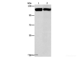 Western Blot analysis of Raji and 231 cell using CBL Polyclonal Antibody at dilution of 1:550