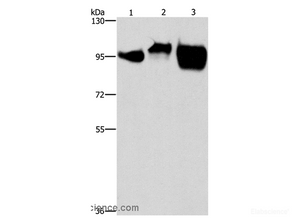 Western Blot analysis of Huvec, hela and raji cell using CD54 Polyclonal Antibody at dilution of 1:500