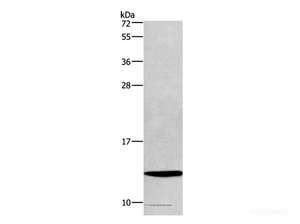 Western Blot analysis of LoVo cell using HINT1 Polyclonal Antibody at dilution of 1:400