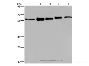 Western Blot analysis of MCF-7, 293T, A549, Hela and HepG2 cell using HNRNP L Polyclonal Antibody at dilution of 1:450