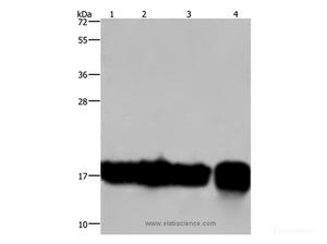 Western Blot analysis of A549 and K562 cell, Raji cell and Human fetal intestine tissue using IL17C Polyclonal Antibody at dilution of 1:300